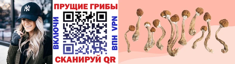 Галлюциногенные грибы Psilocybine cubensis  что такое наркотик  Курчалой 